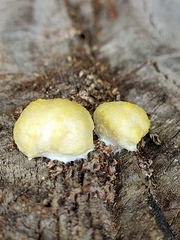 Reticularia