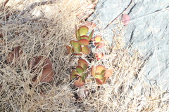 Crassula ovata