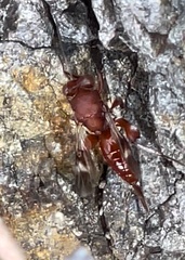 Hockeria rubra