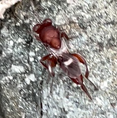 Hockeria rubra