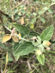 Sida cordifolia