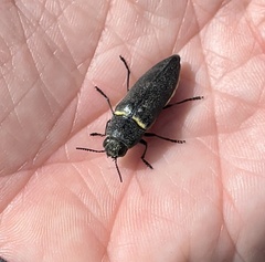 Hippomelas planicauda