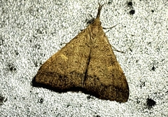 Renia salusalis