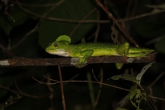 Basiliscus galeritus