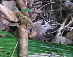 Anolis rodriguezii