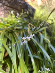 Caesia calliantha