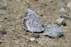 Celastrina