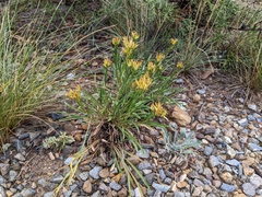 Petradoria pumila