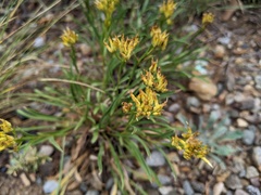 Petradoria pumila