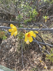Cochlospermum gillivraei