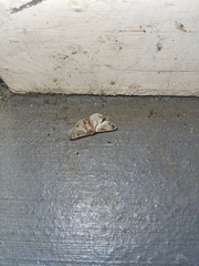 Digrammia continuata