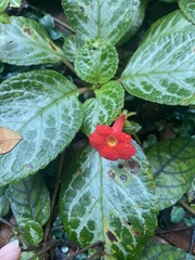 Episcia cupreata