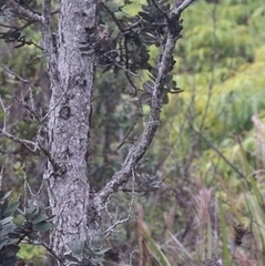 Chlorodrepanis virens