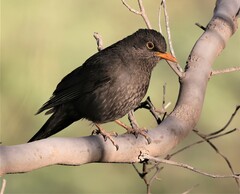 Turdus chiguanco