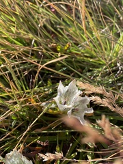 Gentiana algida