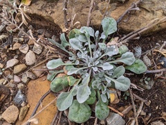 Physaria montana