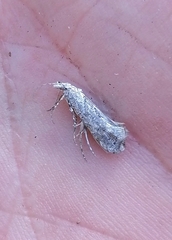 Ypsolopha asperella