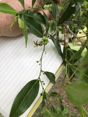 Glochidion ferdinandi