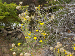 Bradburia pilosa