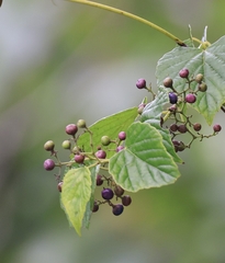 Ampelopsis glandulosa hancei