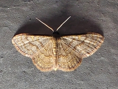 Leptostales pannaria