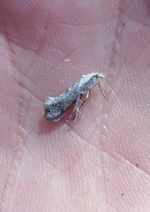 Ypsolopha asperella