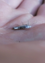 Ypsolopha asperella