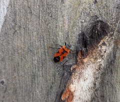Lygaeus reclivatus