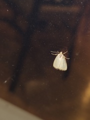 Marimatha nigrofimbria