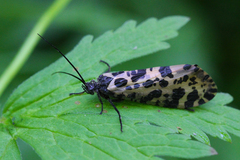 Semblis phalaenoides