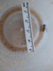 Dasymutilla atricauda