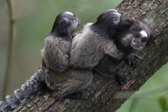 Callithrix penicillata