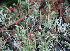 Cladonia macilenta