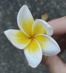 Plumeria
