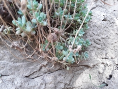 Sedum debile
