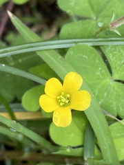 Oxalis dillenii