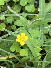 Oxalis dillenii