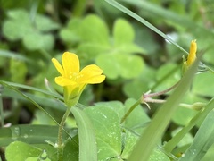Oxalis dillenii
