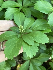 Pachysandra terminalis