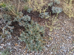 Penstemon linarioides