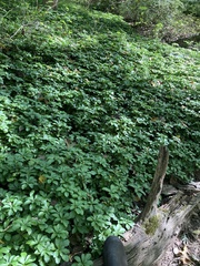 Pachysandra terminalis