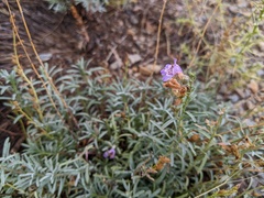 Penstemon linarioides