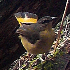 Myiothlypis fulvicauda