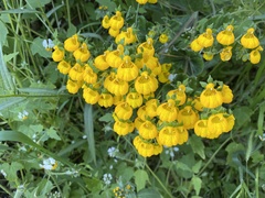 Calceolaria corymbosa