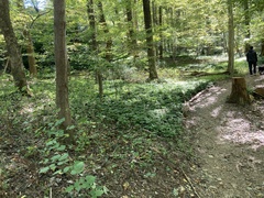 Pachysandra terminalis