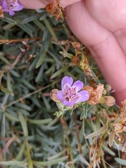 Penstemon linarioides