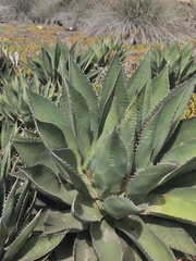 Agave shawii
