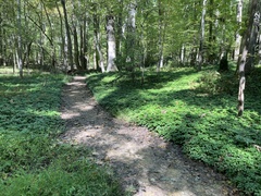 Pachysandra terminalis