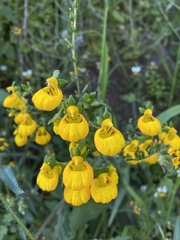 Calceolaria corymbosa
