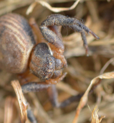 Xysticus texanus